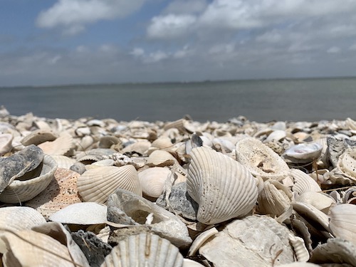 Sea shells on the beach in Sanibel