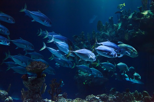 School of fish swimming in an aquarium