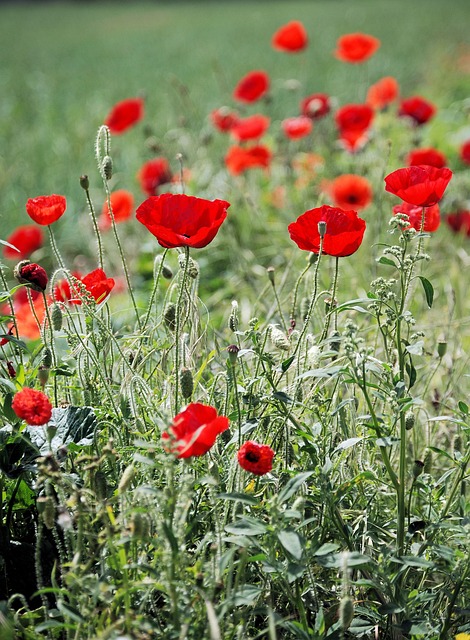 Red poppies in a field as part of the Red Poppy Festival in Georgetown