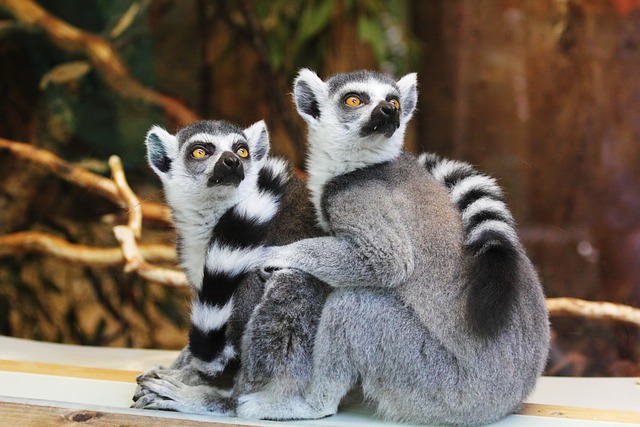 Lemurs at the Columbus Zoo