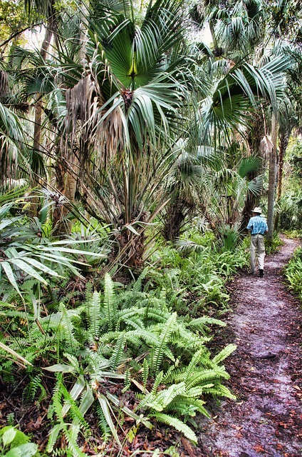 Man walking on a path through a Florida nature reserve