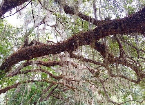 Large tree with spanish moss hanging everywhere