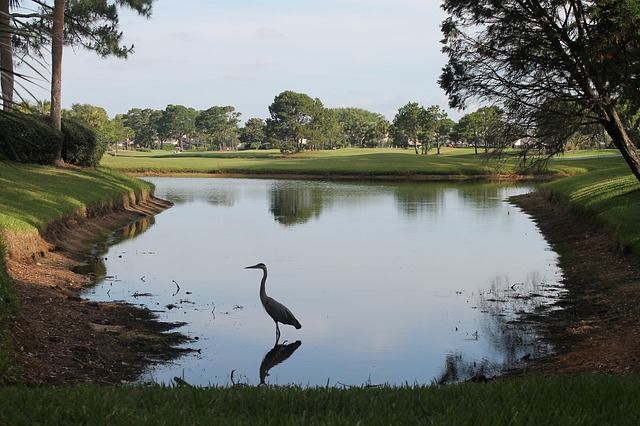 Blue heron in water at a golf course in Ponte Vedra