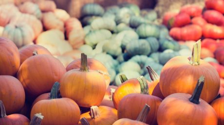 Pumpkins piled up at a pumpkin patch