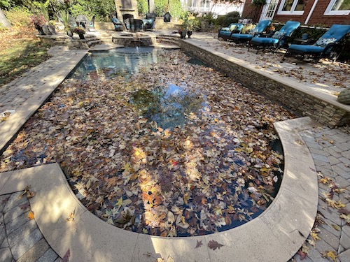 Swimming pool full of leaves and debris