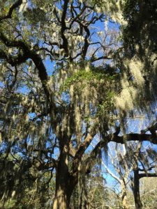 Spanish Moss on a tree in Savannah