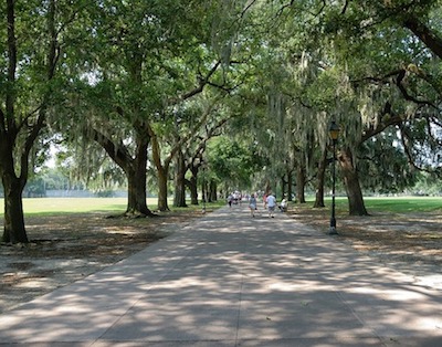 Forsyth park- trees with spanish moss lining the sidewalk
