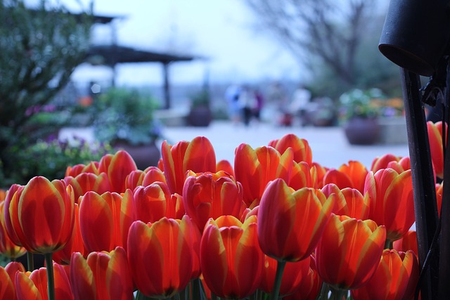 Tulips at the Dallas Arboretum and Botanical Gardens in North Dallas
