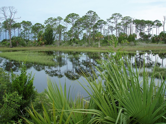 Swamp with plants in foreground and trees in background