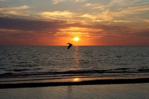 Sunset over the ocean in Naples, FL with pelican flying by