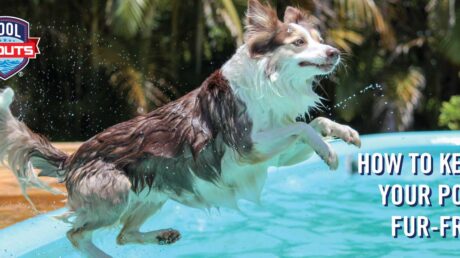 Dog jumping into a clean swimming pool