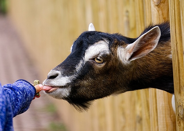 Goat getting fed through a fence
