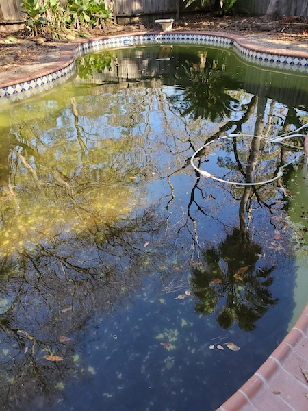 Cloudy green pool with leaves and debris