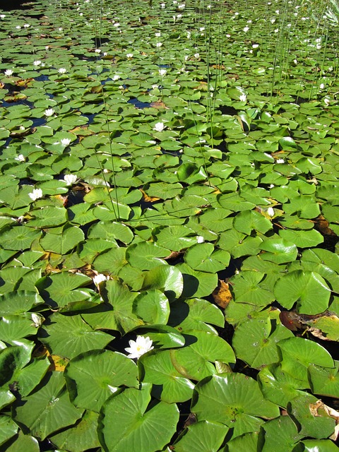 Lilypads on a pond in Mercer Botanic Gardens