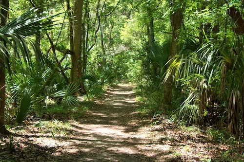 Path in the woods in Florida