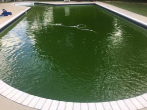 Image of pool that's green before a Pool Scouts green pool service