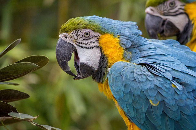 Close-up shot of two macaws with foliage in background
