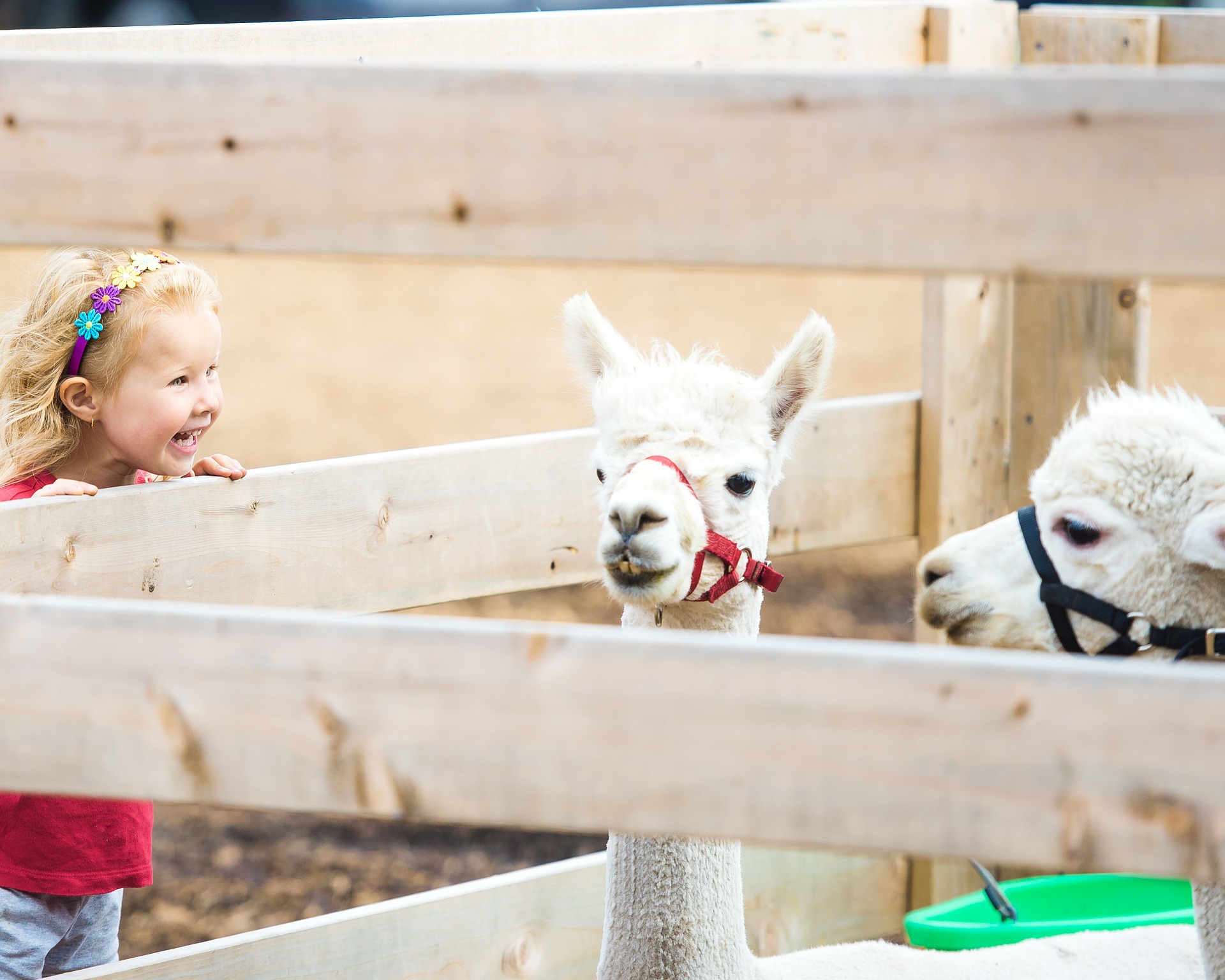 Little girl looking at llamas at petting zoo in Salisbury, NC