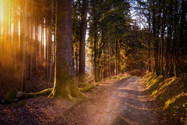Hiking Trail at Pocahontas State Park