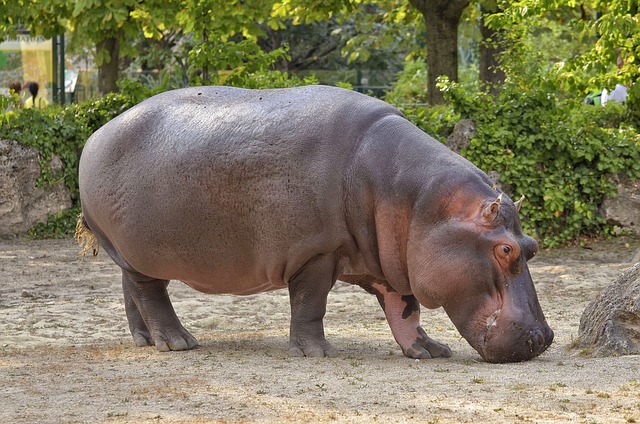 Hippo at the Metro Richmond Zoo