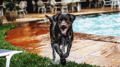 Dog who just got out of the pool in backyard