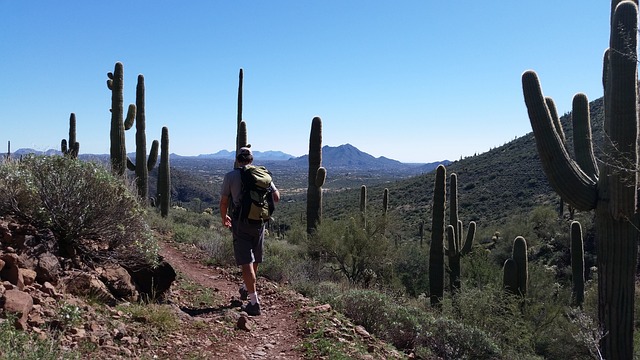Man hiking trails in desert with saguaro cactus