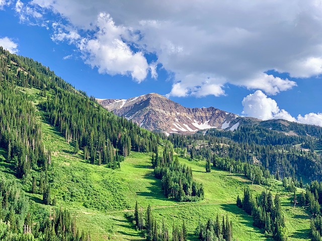 Greenery with Wasatch Mountains in the background