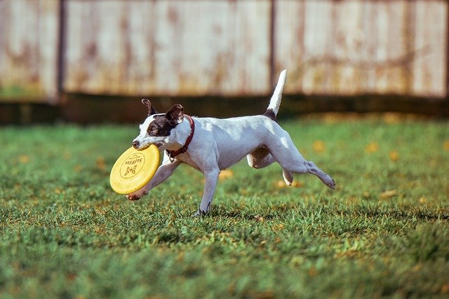 Dog catching frisbee at dog park in Parkland Florida