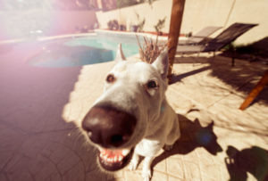 Keep Furry Friends Safe by the Pool
