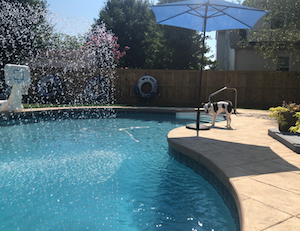 Fountain in pool with dog in background