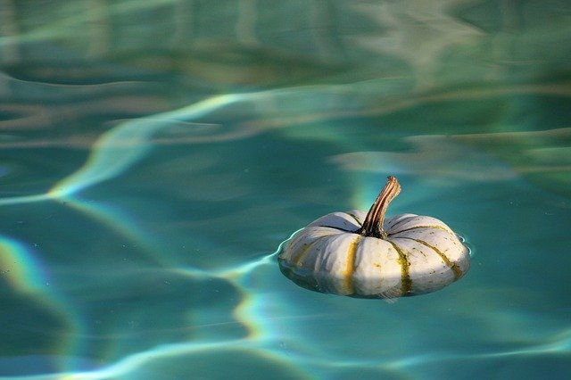 Pumpkin floating in swimming pool water